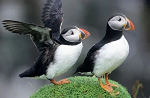 PUFFIN - Pair, one with wings outstretched