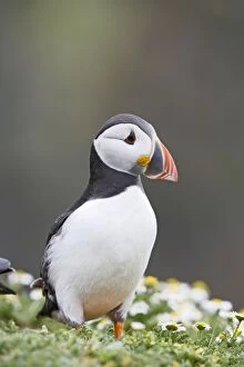 Images Dated 26th June 2009: Puffin - portrait