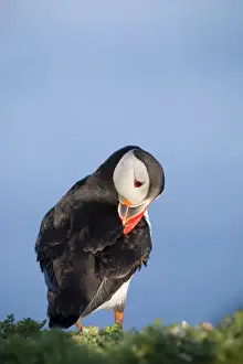 Puffins Prints: Puffin - preening - Skomer - Wales - UK