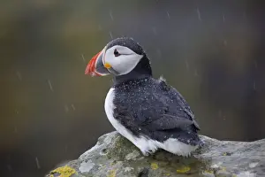 Puffins Prints: Puffin - in the rain - Scotland - UK