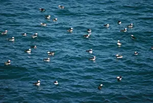Puffins Prints: Puffin RV 1054 On the Sea Fratercula arctica © Richard Vaughan / ardea. com