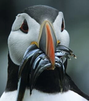 Arctica Gallery: Puffin - with Sandeels