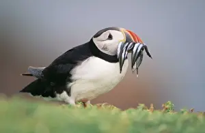 Eels Prints: Puffin - sandeels in beak UK