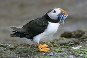 Images Dated 2nd July 2007: Puffin - with sandeels in bill, Farne islands, England