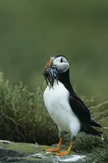Puffins Prints: Puffin - With Sandeels Farne Islands, UK BI008590