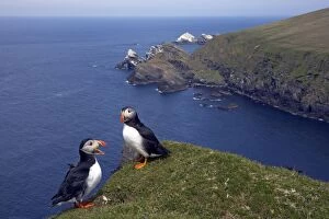 Arctica Gallery: Puffin - with sea cliffs behind