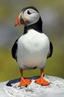 Puffin-single bird on rock, Farne Isles, Northumberland, UK