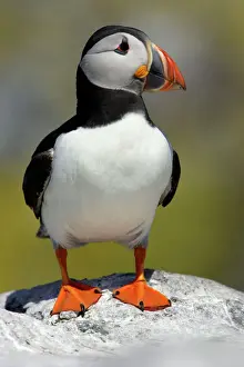 Puffin-single bird on rock, Farne Isles, Northumberland, UK