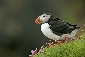 Puffin sitting amidst blooming Sea Pink (Armeria maritima) Sumburgh Head RSPB Reserve, South Mainland, Shetland Isles, Scotland, UK