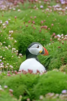 Puffin sitting amidst blooming Sea Pink (Armeria maritima) Sumburgh Head RSPB Reserve, South Mainland, Shetland Isles, Scotland, UK