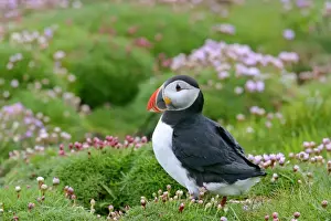 Puffin sitting amidst blooming Sea Pink Sumburgh Head RSPB Reserve, South Mainland, Shetland Isles, Scotland, UK