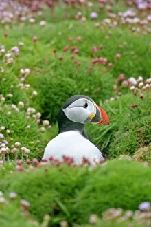 Puffin - sitting amidst blooming Sea Pink Thift (Armeria maritima)