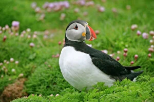 Puffin - sitting amidst blooming Sea Pink Thrift (Armeria maritima)