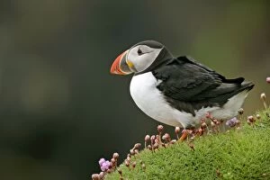 Puffin - sitting amidst blooming Sea Pink Thrift (Armeria maritima) crying out