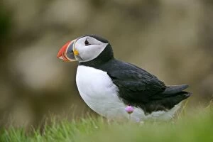 Puffin - sitting on cliff top