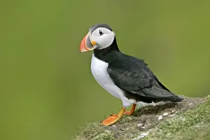 Puffin sitting on cliff edge Hermaness Nature Reserve, Unst, Shetland Isles, Scotland, UK