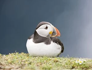 Images Dated 26th June 2009: Puffin - sitting on grass ledge