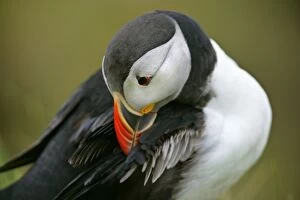 Images Dated 2nd June 2007: Puffin sitting on overhanging cliff arranging its feathers Sumburgh Head RSPB Reserve