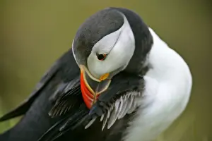 Unst Prints: Puffin sitting on overhanging cliff arranging its feathers Sumburgh Head RSPB Reserve