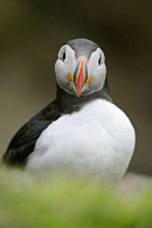 Images Dated 2nd June 2007: Puffin sitting on overhanging cliff looking into camera Sumburgh Head RSPB Reserve