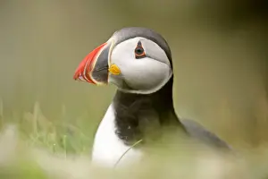 Unst Prints: Puffin sitting on overhanging cliff looking into camera Sumburgh Head RSPB Reserve
