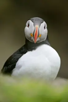 Puffin sitting on overhanging cliff looking into camera Sumburgh Head RSPB Reserve, South Mainland, Shetland Isles, Scotland, UK