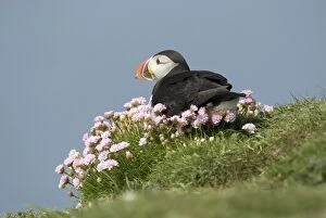 Puffin - Sitting in sea thrift