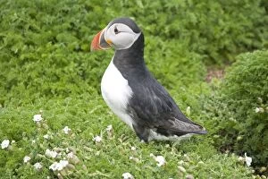 Images Dated 8th May 2008: Puffin - Skomer Island Pembrokeshire West Wales UK