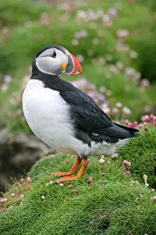 Scotland Prints: Puffin standing amidst blooming Sea Pink (Armeria maritima) Sumburgh Head RSPB Reserve