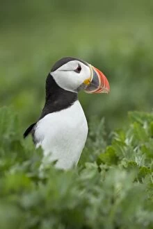 Images Dated 28th June 2010: Puffin - standing amongst vegetation - June - Farne Islands - Northumberland - England