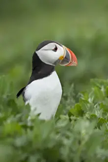 Puffin - standing amongst vegetation - June - Farne Islands - Northumberland - England