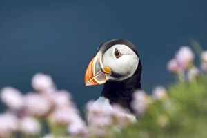 Arctica Gallery: Puffin - with thrift