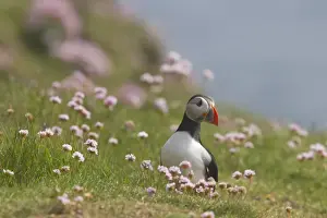Puffin - with thrift Fratercula arctica Sumburgh Head Shetland Mainland, UK BI011183