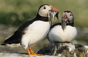 Images Dated 17th November 2005: Puffin - x 2 with Sand Eels in beak UK