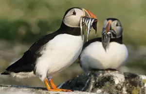 Sandeel Prints: Puffin - x 2 with Sand Eels in beak UK