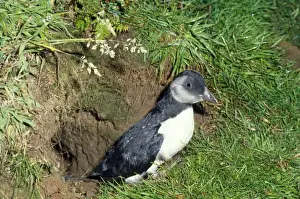 Puffins Prints: Puffin - young about to fledge