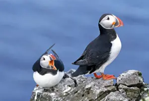 Puffins