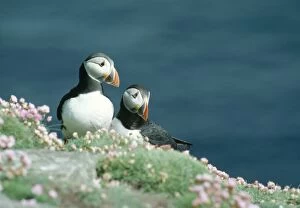 Puffins - On cliff edge