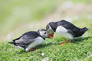 Images Dated 29th May 2009: Puffins - courtship - Skomer - UK 007586