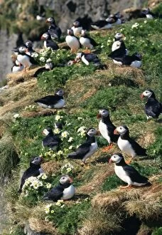 Puffins on Grass with Flowers