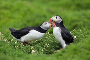 Puffins - greeting each other and billing to show