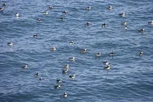 Puffins Prints: Puffins - group at sea - Skomer - UK 007593