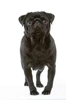 Pug Dog