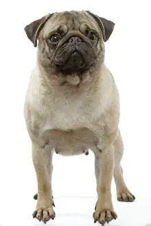 Pug Dog