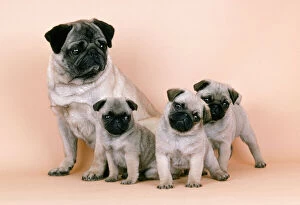 Families Collection: Pug Dog