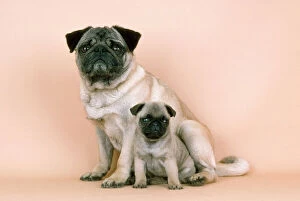 Mothers Collection: Pug Dog - adult & puppy