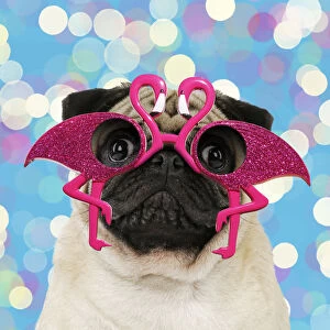 Flamingos Gallery: Pug dog, adult wearing flamingo glasses. Digital