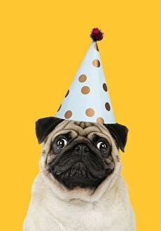 Birthdays Gallery: Pug dog, adult wearing party hat. Digital manipulation