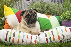 Pug Dog on cushion