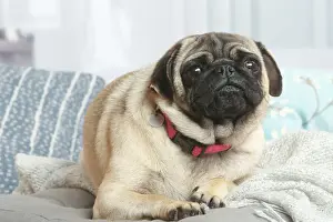 Pug dog indoors in the living room
